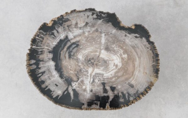 Coffee table petrified wood 51288