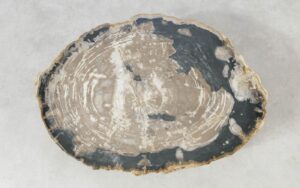 Coffee table petrified wood 51297