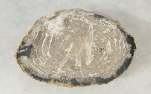 Coffee table petrified wood 51298