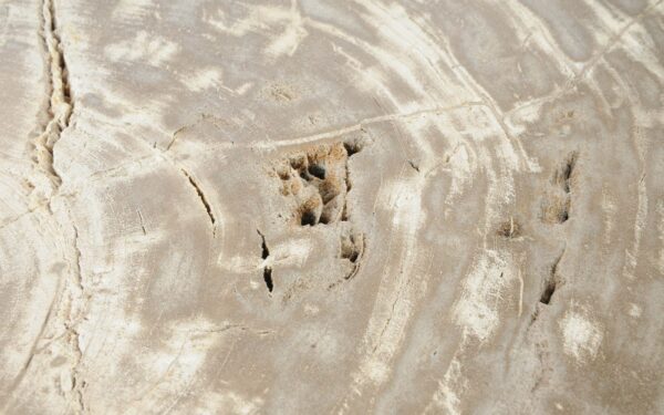 Coffee table petrified wood 51298