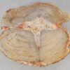 Coffee table petrified wood 52186