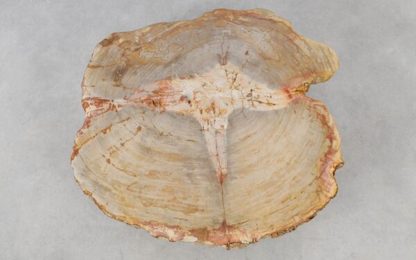 Coffee table petrified wood 52186