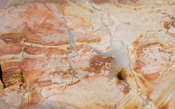 Coffee table petrified wood 52186