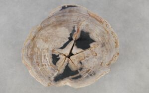 Coffee table petrified wood 52187