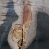 Coffee table petrified wood 52187