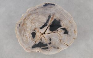 Coffee table petrified wood 52188