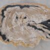 Coffee table petrified wood 52189