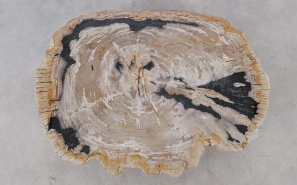 Coffee table petrified wood 52189