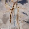 Coffee table petrified wood 52189
