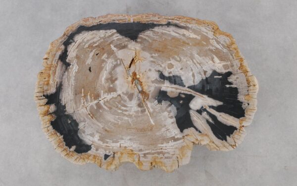 Coffee table petrified wood 52190