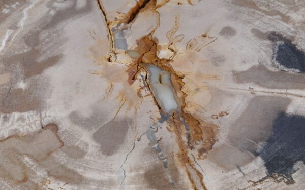 Coffee table petrified wood 52190