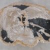 Coffee table petrified wood 52191