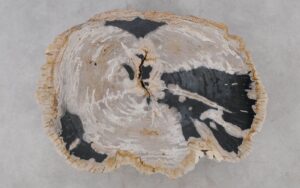 Coffee table petrified wood 52191