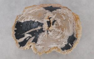 Coffee table petrified wood 52192