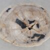 Coffee table petrified wood 52195