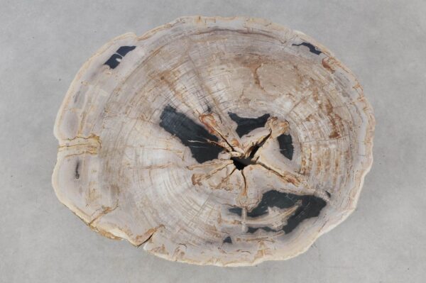 Coffee table petrified wood 52195