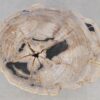 Coffee table petrified wood 52197