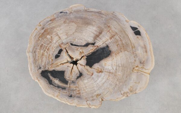 Coffee table petrified wood 52197