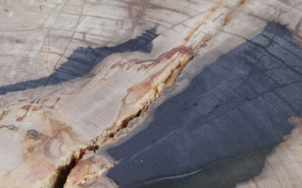 Coffee table petrified wood 52197