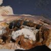 Coffee table petrified wood 52199