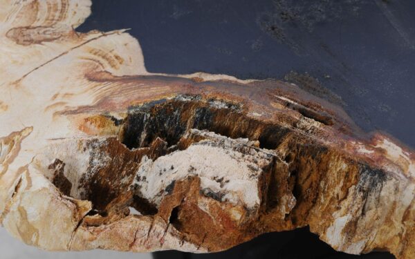 Coffee table petrified wood 52199