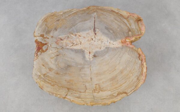 Coffee table petrified wood 52201