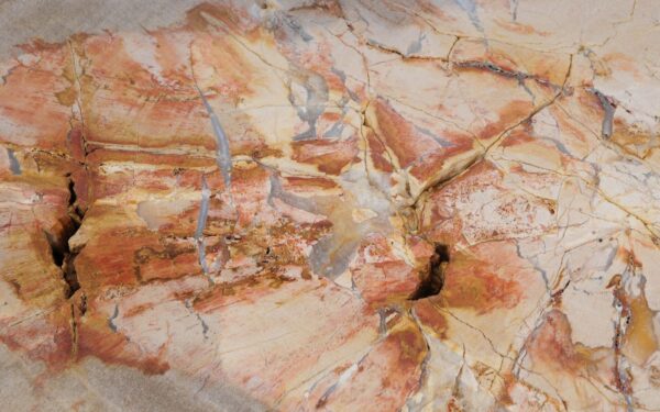 Coffee table petrified wood 52202