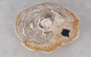 Coffee table petrified wood 52211