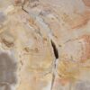 Coffee table petrified wood 52212