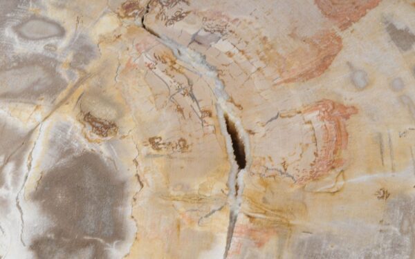 Coffee table petrified wood 52212