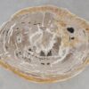 Coffee table petrified wood 52214