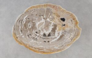 Coffee table petrified wood 52214