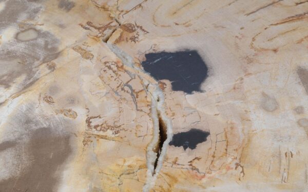 Coffee table petrified wood 52214