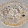 Coffee table petrified wood 52214