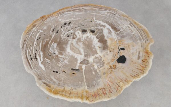 Coffee table petrified wood 52214