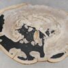 Coffee table petrified wood 52221