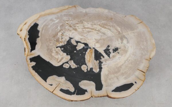 Coffee table petrified wood 52221