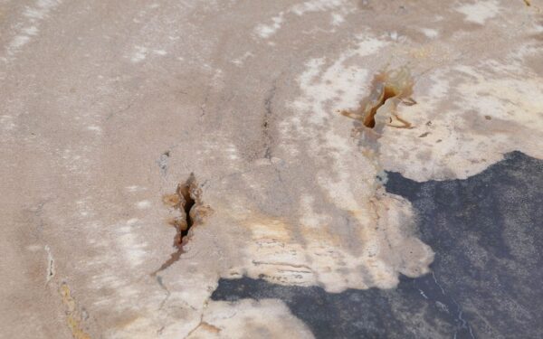 Coffee table petrified wood 52222