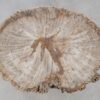 Coffee table petrified wood 52225