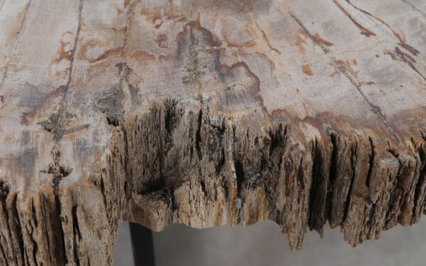 Coffee table petrified wood 52225