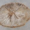 Coffee table petrified wood 52226