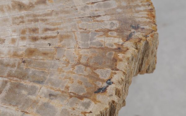 Coffee table petrified wood 52226