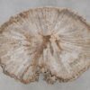 Coffee table petrified wood 52227