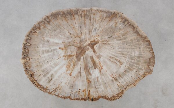 Coffee table petrified wood 52228