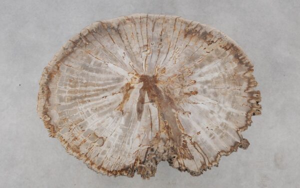 Coffee table petrified wood 52229