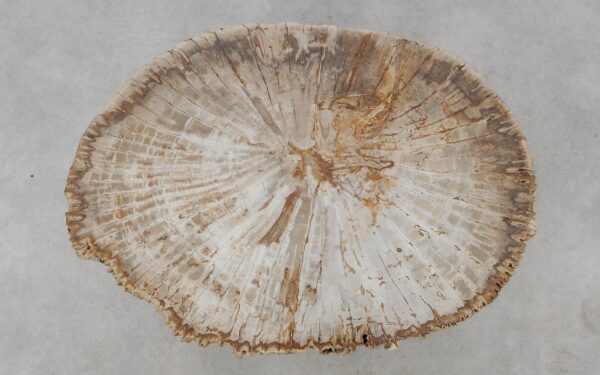 Coffee table petrified wood 52230