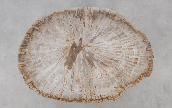 Coffee table petrified wood 52231