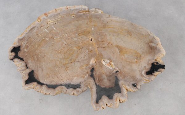 Coffee table petrified wood 52236