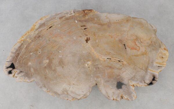 Coffee table petrified wood 52239