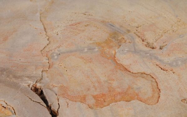 Coffee table petrified wood 52239